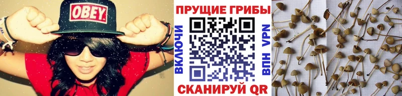 mega ССЫЛКА  Долинск  Псилоцибиновые грибы Psilocybe 
